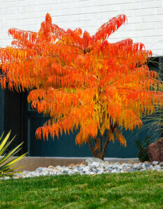 Rhus typhina Tiger Eyes - Sumac de Virginie - coloration automnale
