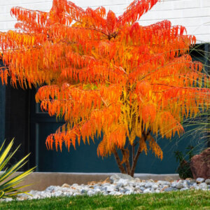 Rhus typhina Tiger Eyes - Sumac de Virginie - coloration automnale