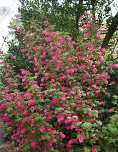 Ribes sanguineum - Groseillier à fleurs - vue d'ensemble