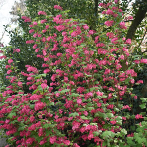 Ribes sanguineum - Groseillier à fleurs - vue d'ensemble