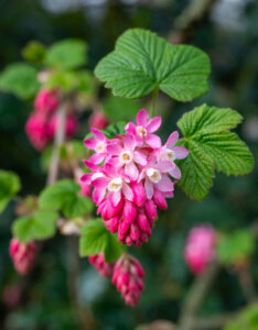 Ribes sanguineum - Groseillier à fleurs - fleurs