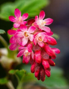 Ribes sanguineum - Groseillier à fleurs - Fleurs