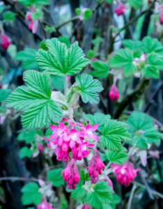 Ribes sanguineum King Edward VII - Groseillier à fleurs - Feuillage et Fleurs