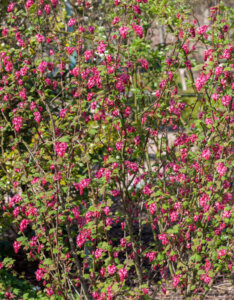 Ribes sanguineum King Edward VII - Groseillier à fleurs - vue d'ensemble