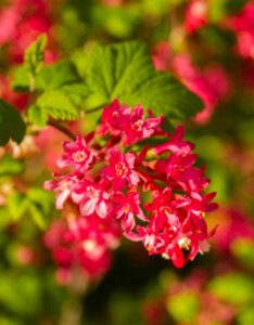 Ribes sanguineum Pulborough Scarlet - Groseillier à fleurs - Inflorescence
