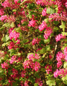 Ribes sanguineum Pulborough Scarlet - Groseillier à fleurs - vue d'ensemble