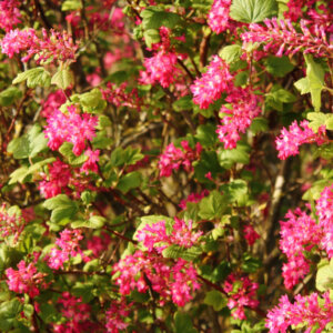 Ribes sanguineum Pulborough Scarlet - Groseillier à fleurs - vue d'ensemble