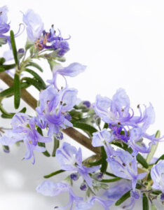 Rosmarinus officinalis Prostratus - Romarin officinal rampant - Fleurs