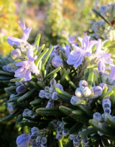 Rosmarinus officinalis Prostratus - Romarin officinal rampant - fleurs