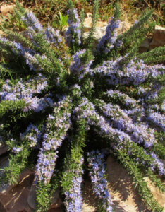 Rosmarinus officinalis Prostratus - Romarin officinal rampant - vue d'ensemble