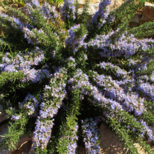 Rosmarinus officinalis Prostratus - Romarin officinal rampant - vue d'ensemble