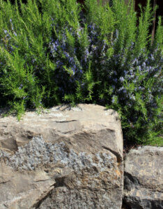 Rosmarinus officinalis - Romarin officinal - vue d'ensemble