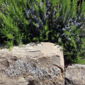 Rosmarinus officinalis - Romarin officinal - vue d'ensemble