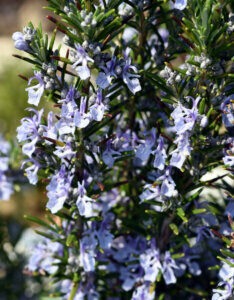 Rosmarinus officinalis - Romarin officinal - Fleurs
