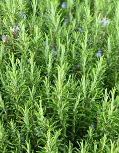 Rosmarinus officinalis - Romarin officinal - feuillage