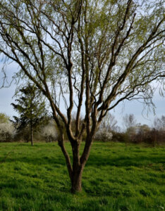 Salix babylonica Tortuosa - Saule tortueux - vue d'ensemble