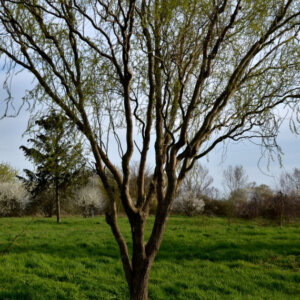 Salix babylonica Tortuosa - Saule tortueux - vue d'ensemble