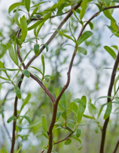 Salix babylonica Tortuosa - Saule tortueux - bois et feuillage