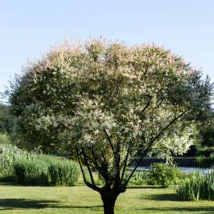 Salix integra Flamingo - Saule crevette - vue d'ensemble
