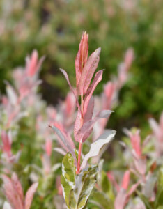 Salix integra Hakuro-Nishiki - Saule crevette - feuillage