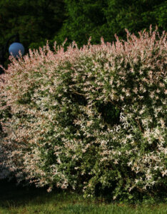 Salix integra Hakuro-Nishiki - Saule crevette - vue d'ensemble