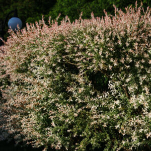 Salix integra Hakuro-Nishiki - Saule crevette - vue d'ensemble