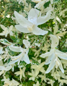 Salix integra Hakuro-Nishiki - Saule crevette - Feuillage