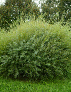 Salix purpurea Nana - Saule pourpre nain - vue d'ensemble