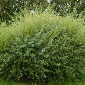 Salix purpurea Nana - Saule pourpre nain - vue d'ensemble