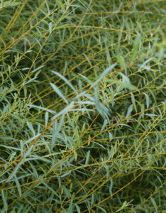 Salix purpurea Nana - Saule pourpre nain - feuillage