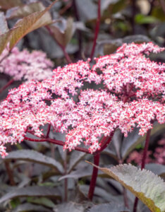 Sambucus nigra Black Beauty ® =Gerda - Sureau noir - inflorescence