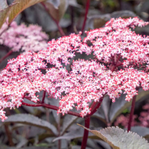 Sambucus nigra Black Beauty ® =Gerda - Sureau noir - inflorescence