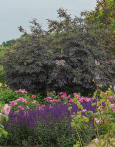 Sambucus nigra Black Lace =Eva - Sureau noir - vue d'ensemble