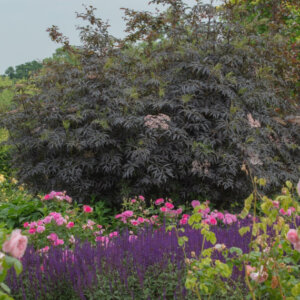 Sambucus nigra Black Lace =Eva - Sureau noir - vue d'ensemble