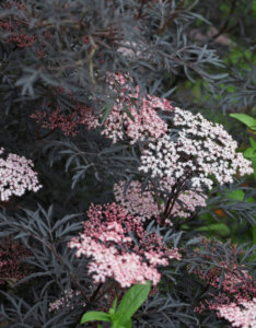 Sambucus nigra Black Lace =Eva - Sureau noir - inflorescences et feuillage