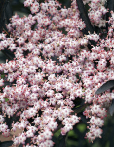 Sambucus nigra Black Lace =Eva - Sureau noir - Inflorescence