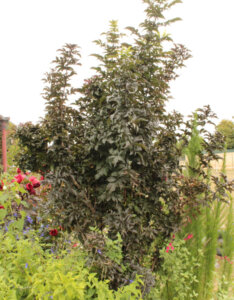 Sambucus nigra Black Tower - Sureau noir fastigié - vue d'ensemble