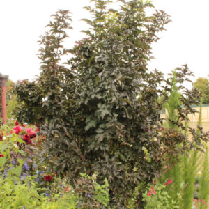 Sambucus nigra Black Tower - Sureau noir fastigié - vue d'ensemble