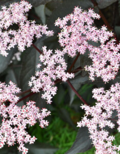 Sambucus nigra Black Tower - Sureau noir fastigié - inflorescence