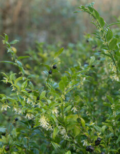 Sarcococca confusa - Sarcocoque confus - Vue d'ensemble