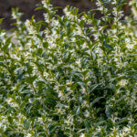 Sarcococca confusa - Sarcocoque confus - vue d'ensemble