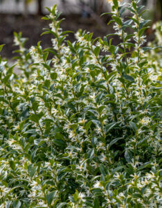 Sarcococca confusa - Sarcocoque confus - vue d'ensemble