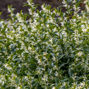 Sarcococca confusa - Sarcocoque confus - vue d'ensemble