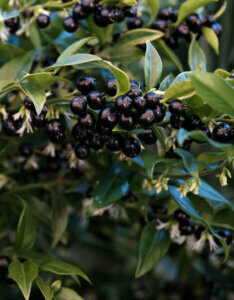Sarcococca confusa - Sarcocoque confus - fructification