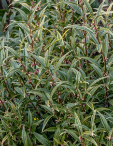 Sarcococca hookeriana - Sarcocoque de Hooker - vue d'ensemble