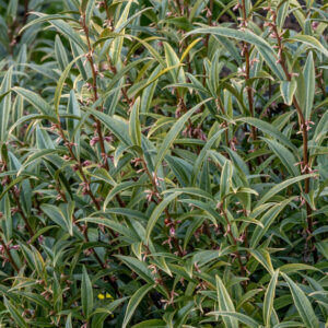 Sarcococca hookeriana - Sarcocoque de Hooker - vue d'ensemble