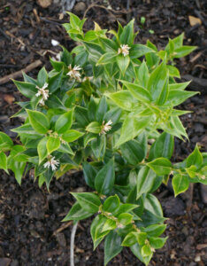 Sarcococca ruscifolia - Sarcocoque à feuilles de Ruscus - vue d'ensemble