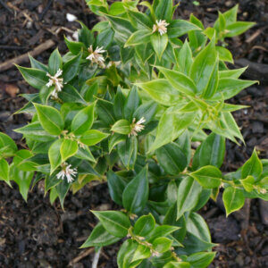 Sarcococca ruscifolia - Sarcocoque à feuilles de Ruscus - vue d'ensemble