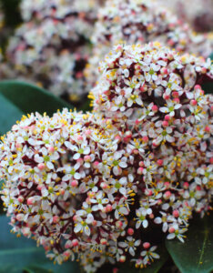 Skimmia japonica Rubella - Skimmia du Japon - inflorescences