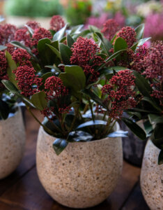 Skimmia japonica Rubella - Skimmia du Japon - vue d'ensemble